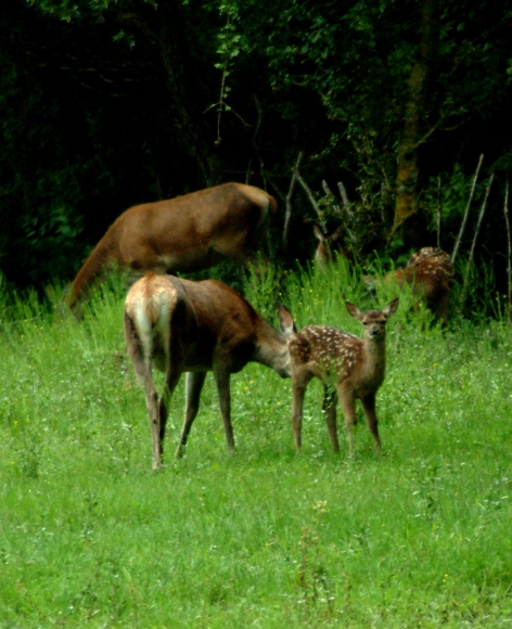 Tenerezze di mamma cervo